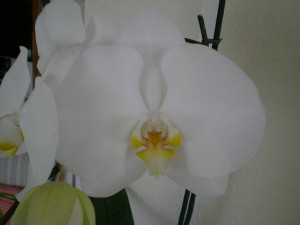 Happy Sunday to all! Feliz Domingo para todos!